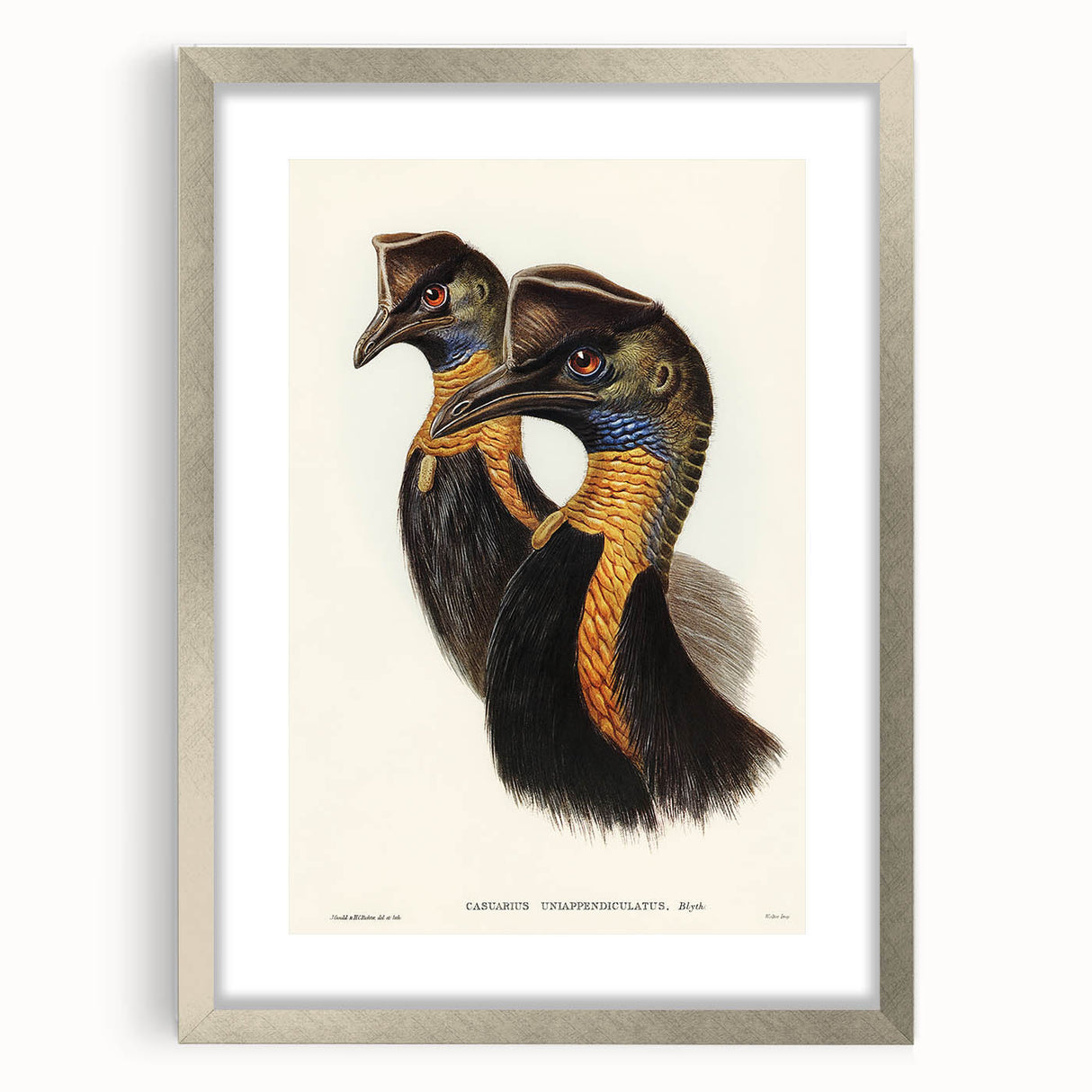 Romanticism Art: Cassowary Illustration by Elizabeth Gould - Exotic Print