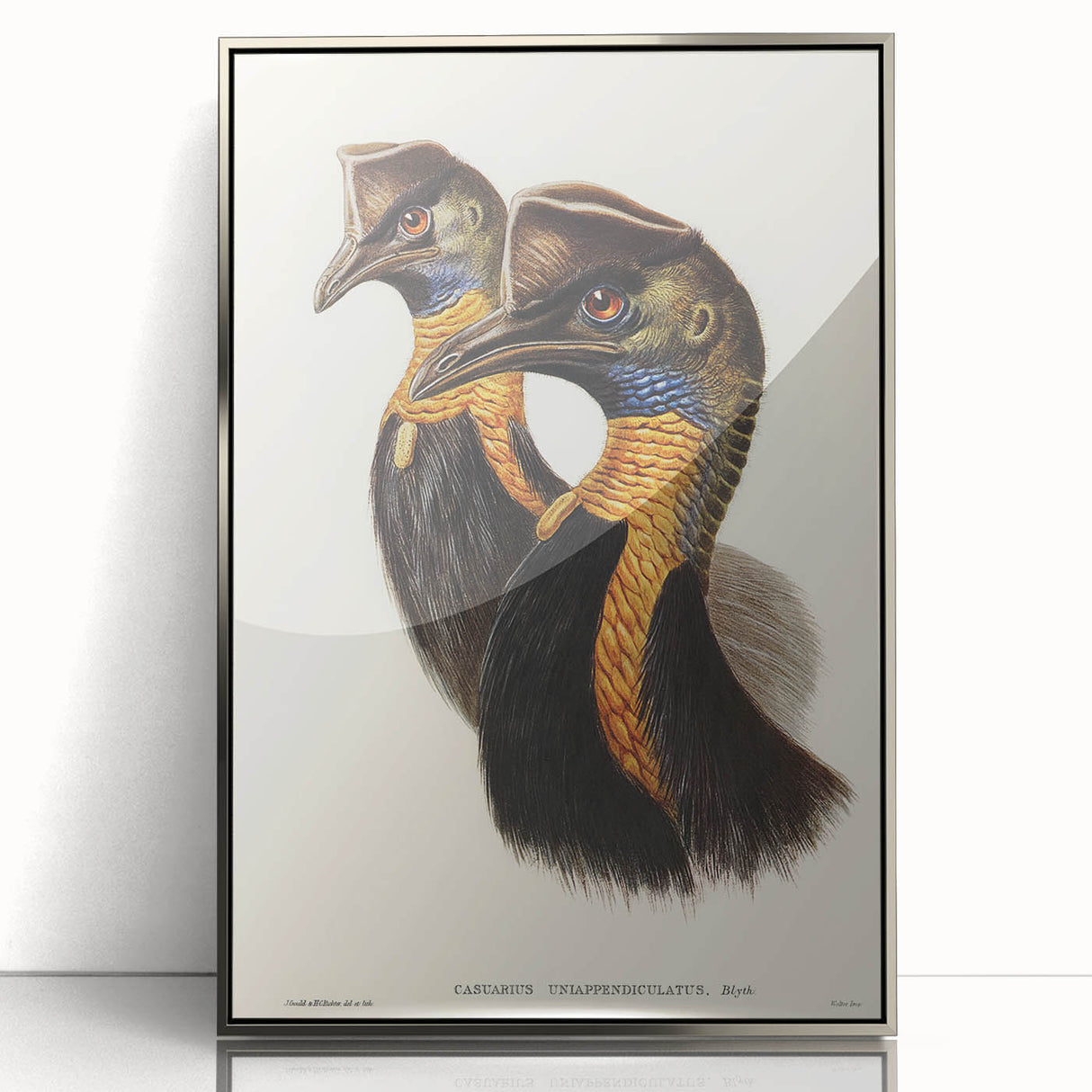 Romanticism Art: Cassowary Illustration by Elizabeth Gould - Exotic Print