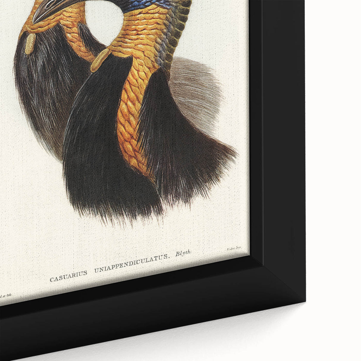 Romanticism Art: Cassowary Illustration by Elizabeth Gould - Exotic Print