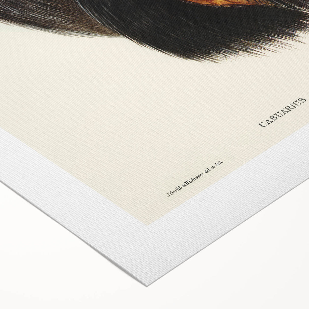 Romanticism Art: Cassowary Illustration by Elizabeth Gould - Exotic Print