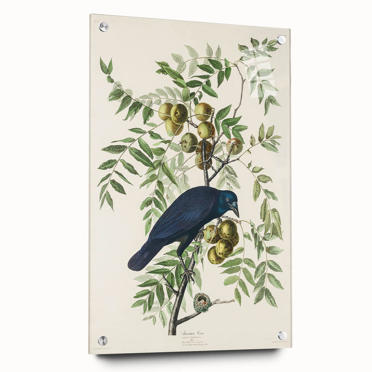 Romanticism Art: American Crow by Audubon - Nature-Inspired Print