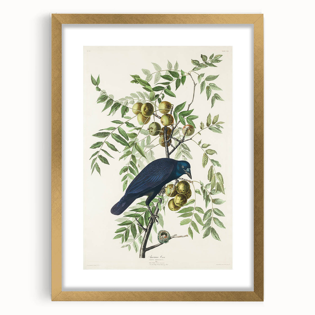 Romanticism Art: American Crow by Audubon - Nature-Inspired Print