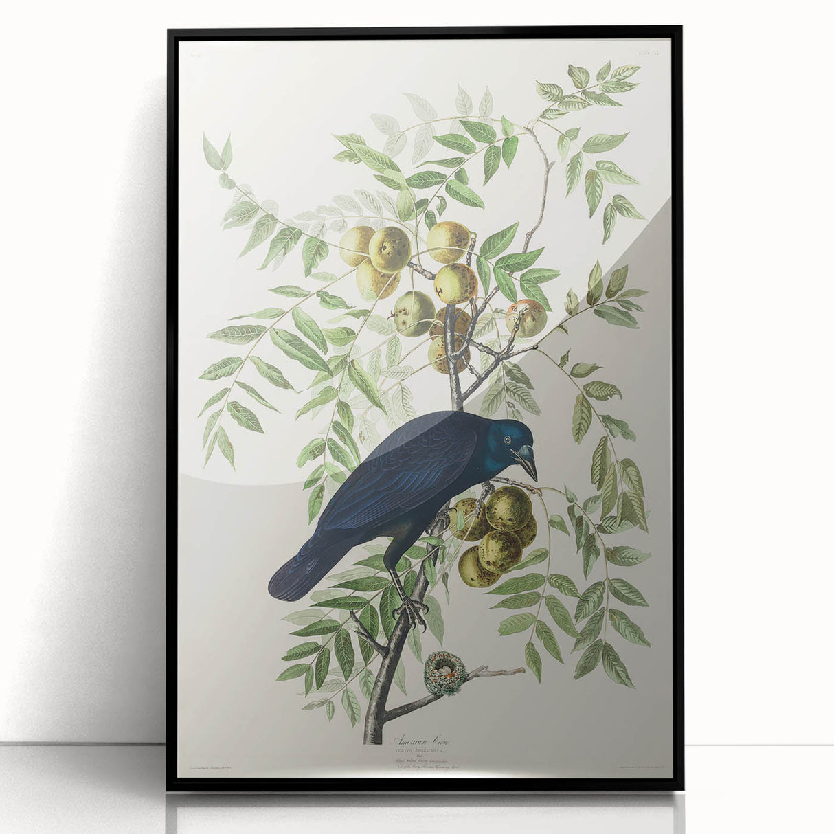 Romanticism Art: American Crow by Audubon - Nature-Inspired Print