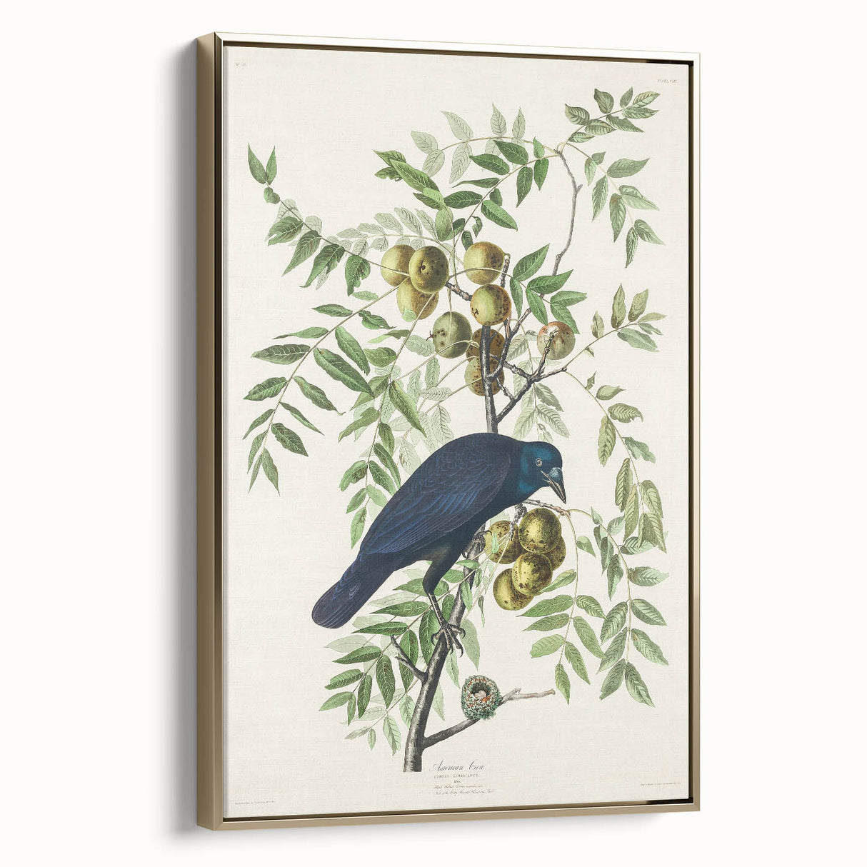 Romanticism Art: American Crow by Audubon - Nature-Inspired Print