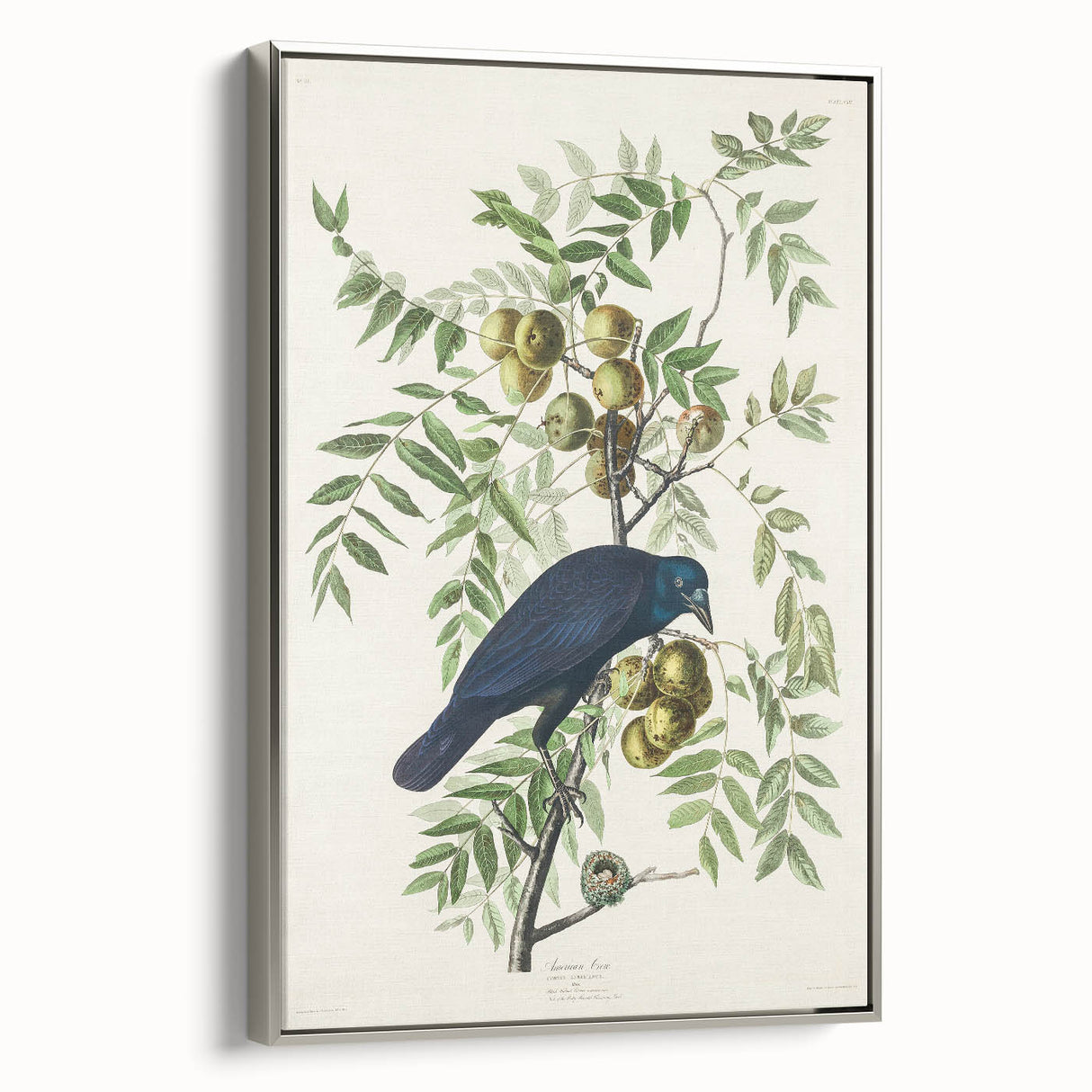 Romanticism Art: American Crow by Audubon - Nature-Inspired Print