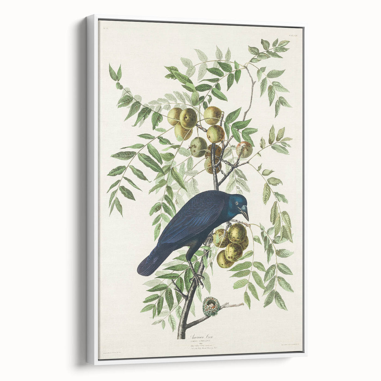 Romanticism Art: American Crow by Audubon - Nature-Inspired Print