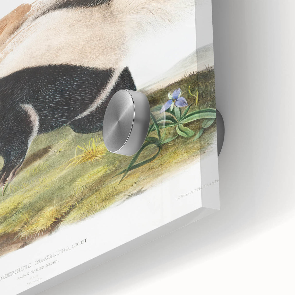 Romanticism Art: Large-tailed Skunk by Audubon - Nature-Inspired Print