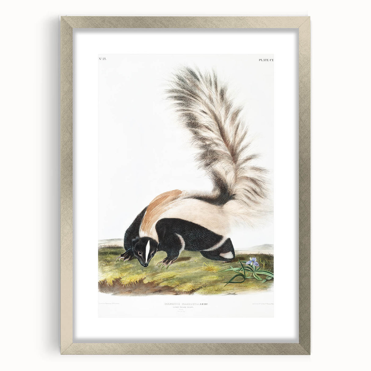 Romanticism Art: Large-tailed Skunk by Audubon - Nature-Inspired Print