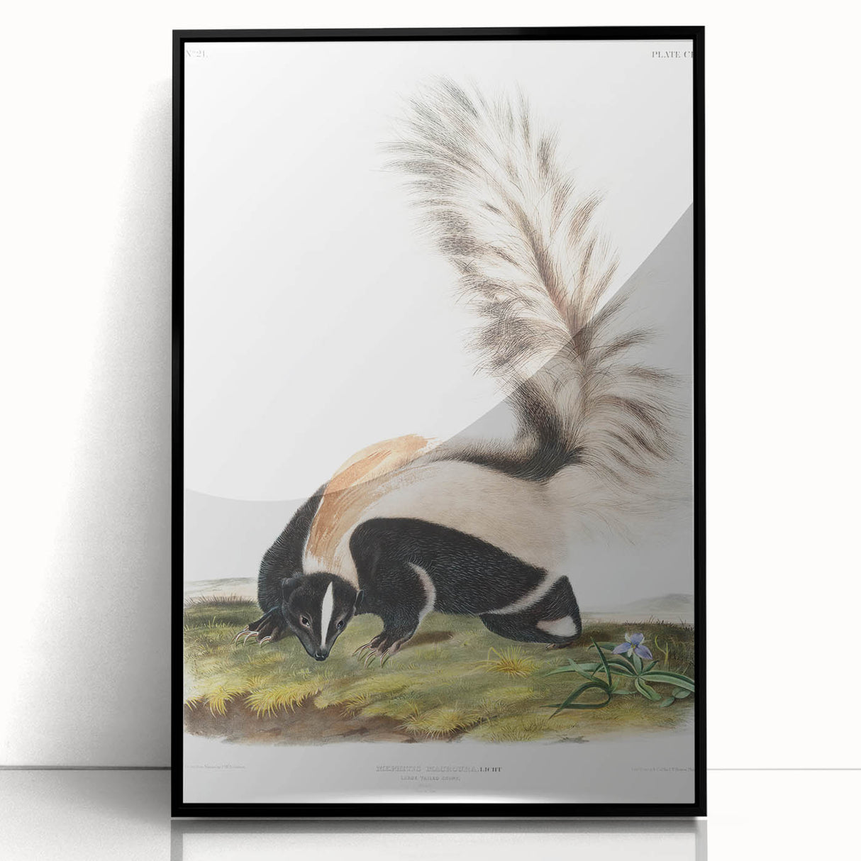 Romanticism Art: Large-tailed Skunk by Audubon - Nature-Inspired Print