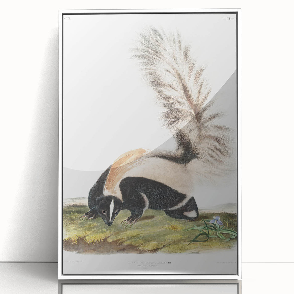 Romanticism Art: Large-tailed Skunk by Audubon - Nature-Inspired Print