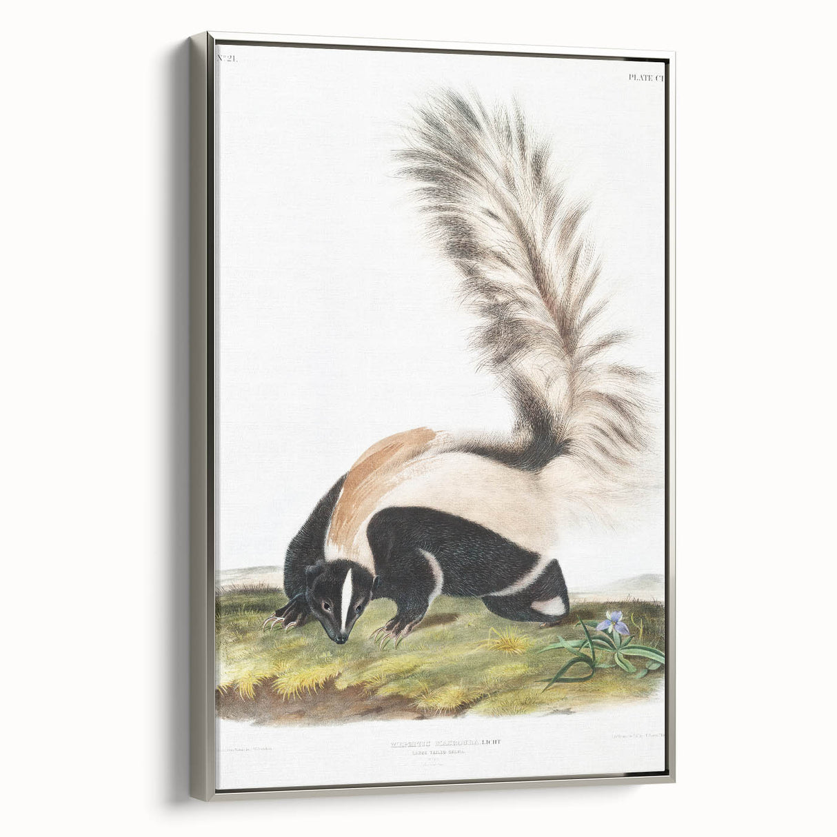 Romanticism Art: Large-tailed Skunk by Audubon - Nature-Inspired Print