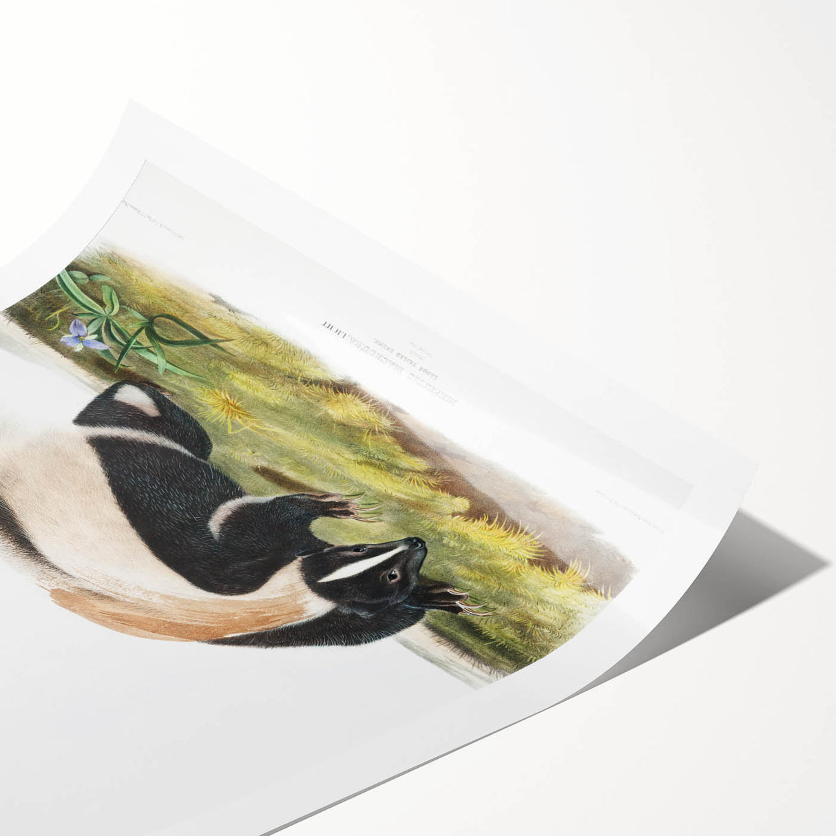 Romanticism Art: Large-tailed Skunk by Audubon - Nature-Inspired Print