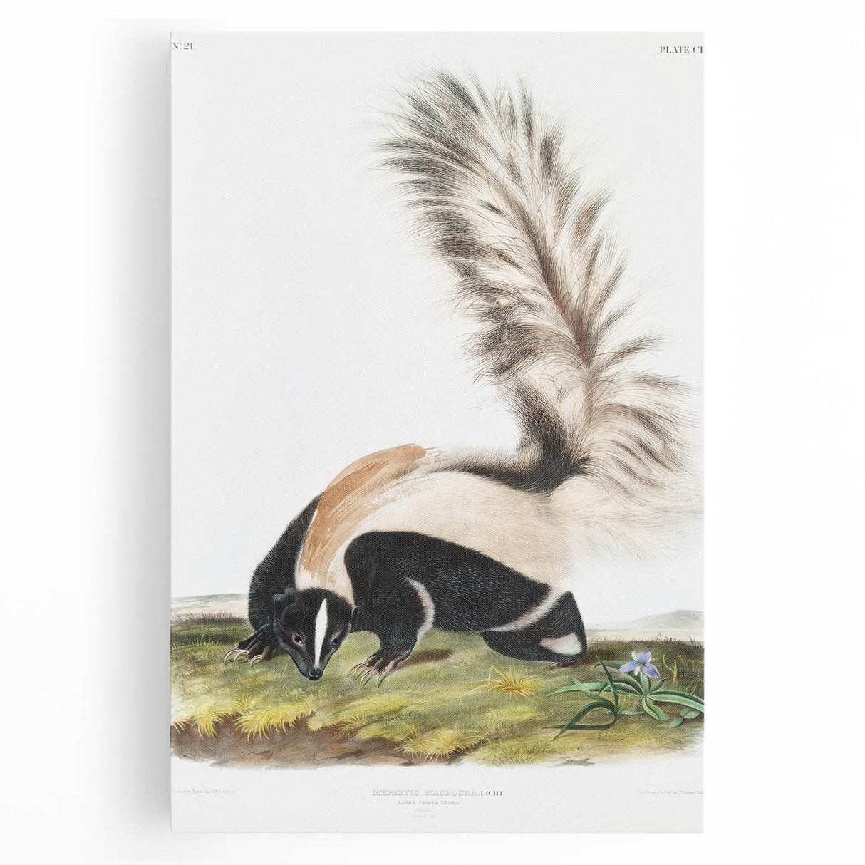 Romanticism Art: Large-tailed Skunk by Audubon - Nature-Inspired Print