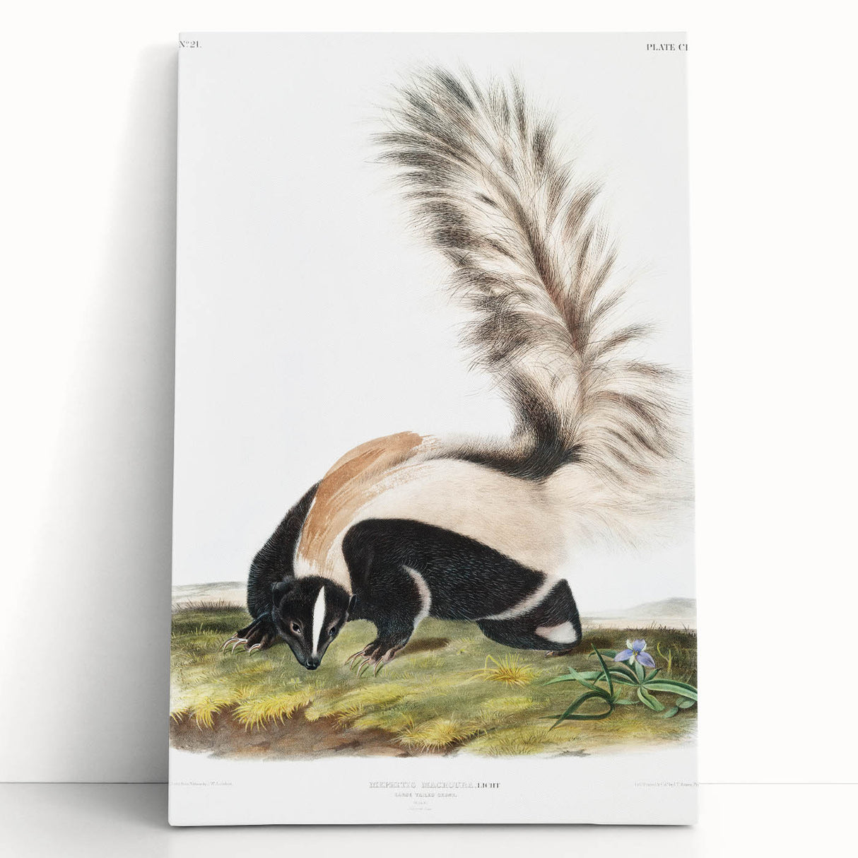 Romanticism Art: Large-tailed Skunk by Audubon - Nature-Inspired Print
