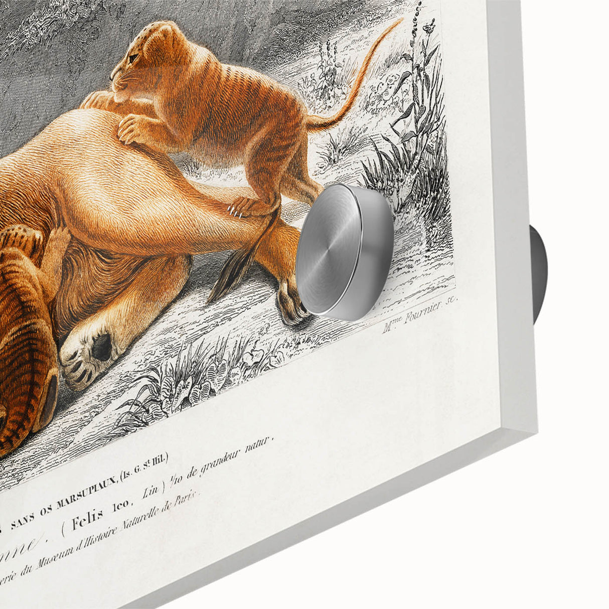 Romanticism Art: Lioness with Cubs by D’Orbigny - Wildlife Canvas