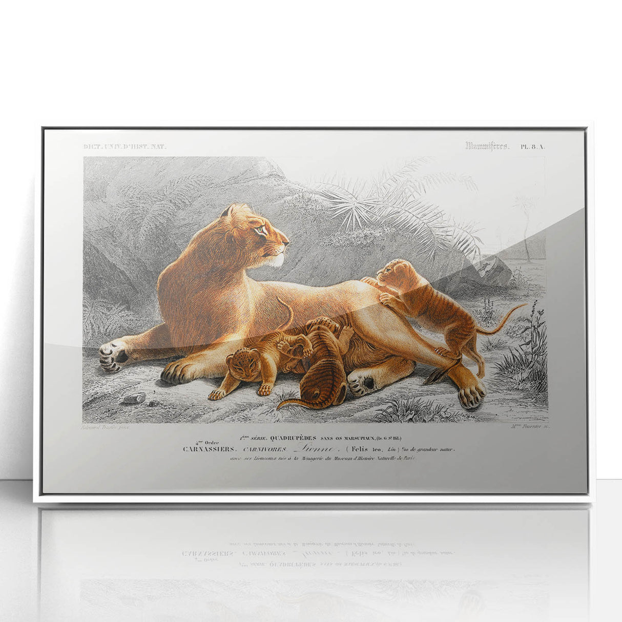 Romanticism Art: Lioness with Cubs by D’Orbigny - Wildlife Canvas