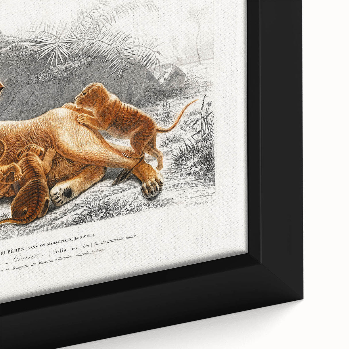 Romanticism Art: Lioness with Cubs by D’Orbigny - Wildlife Canvas