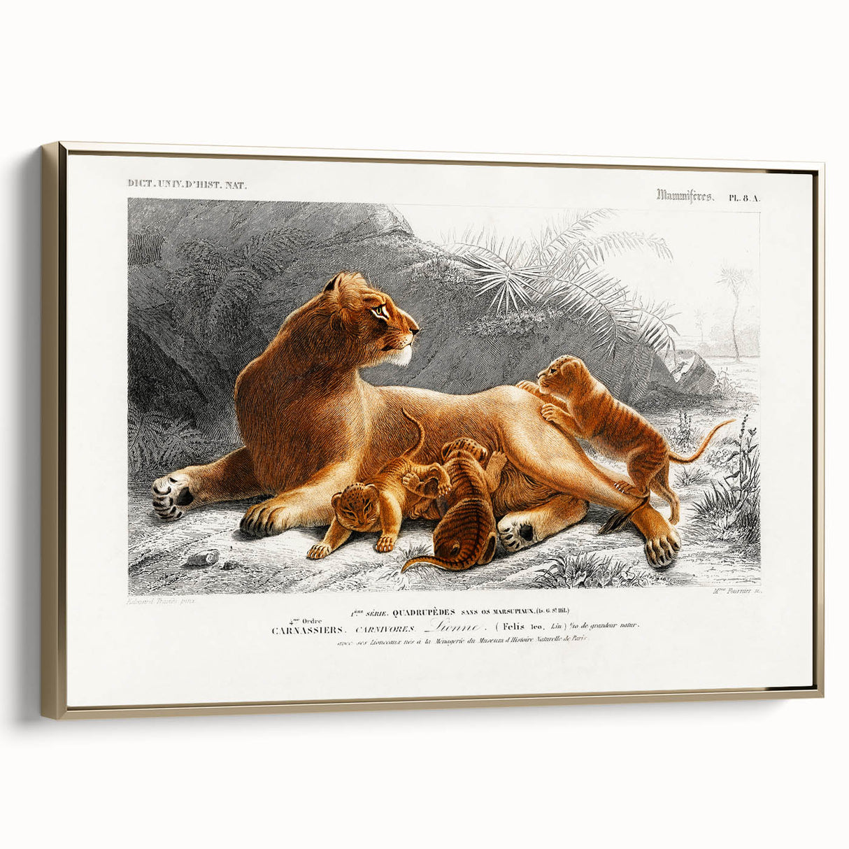 Romanticism Art: Lioness with Cubs by D’Orbigny - Wildlife Canvas