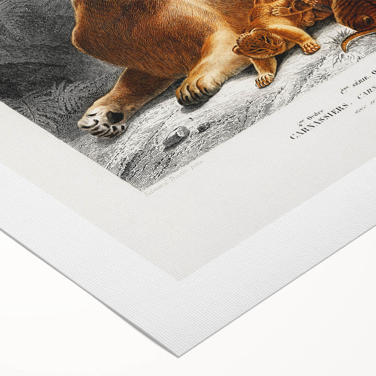 Romanticism Art: Lioness with Cubs by D’Orbigny - Wildlife Canvas