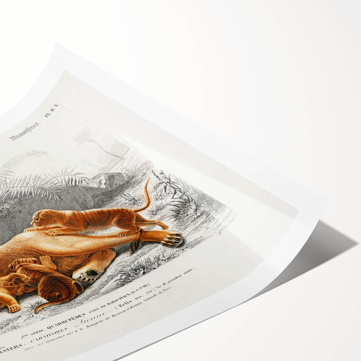 Romanticism Art: Lioness with Cubs by D’Orbigny - Wildlife Canvas