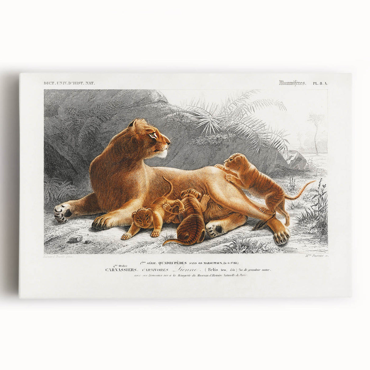 Romanticism Art: Lioness with Cubs by D’Orbigny - Wildlife Canvas