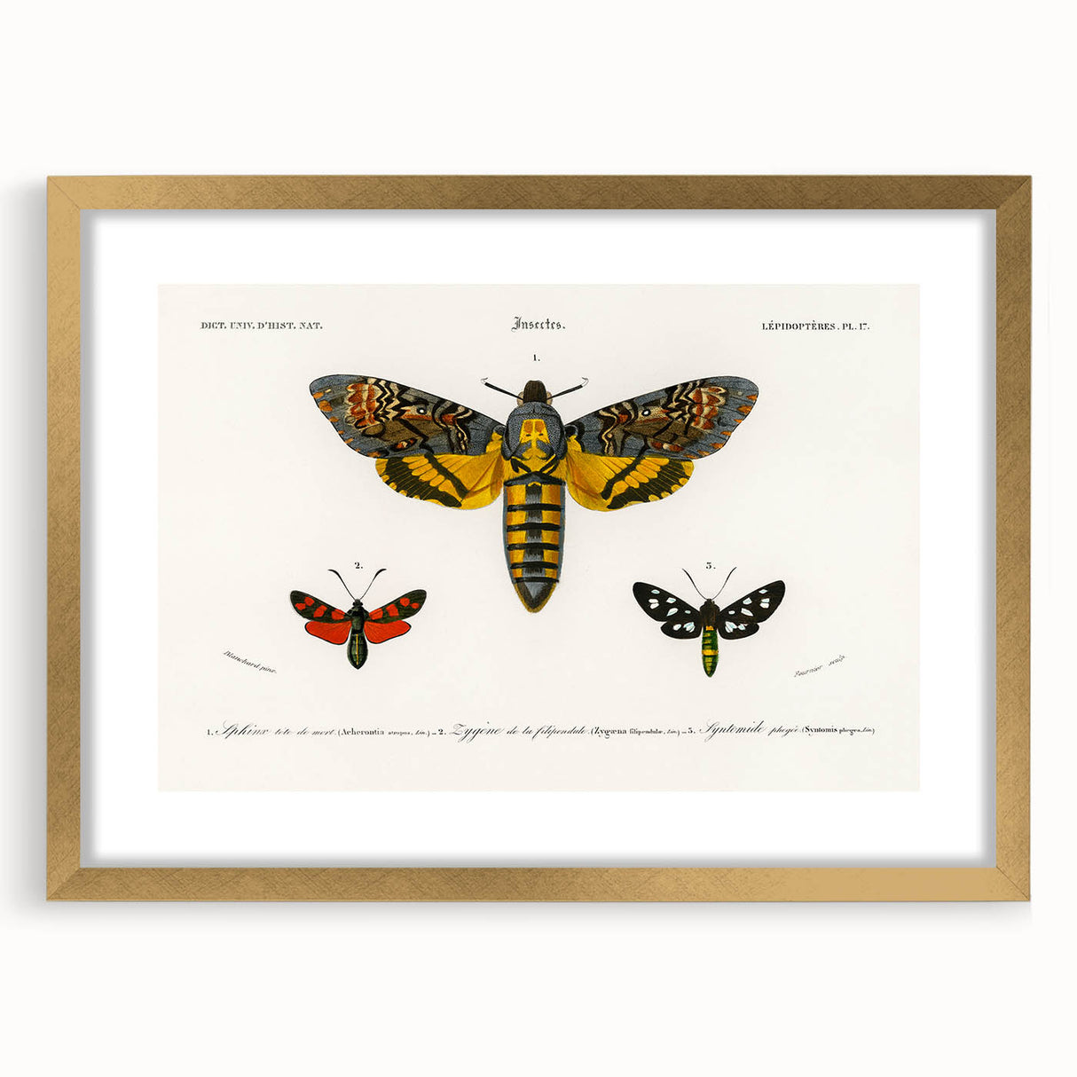 Romanticism Art: Moth Collection by D’Orbigny - Entomology Canvas Print