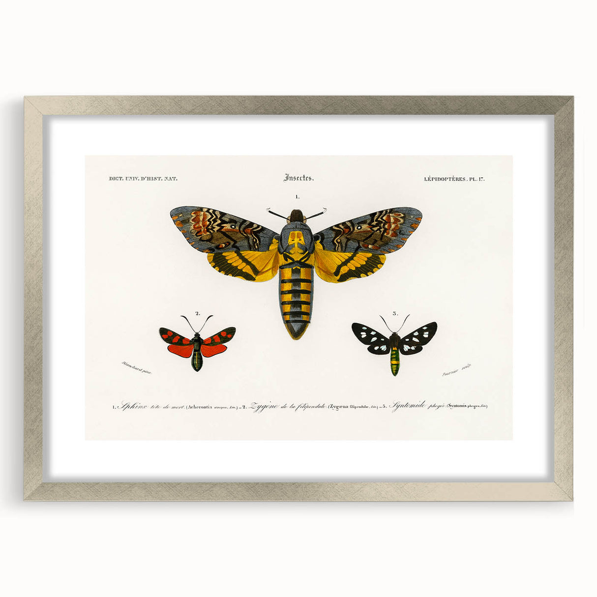 Romanticism Art: Moth Collection by D’Orbigny - Entomology Canvas Print