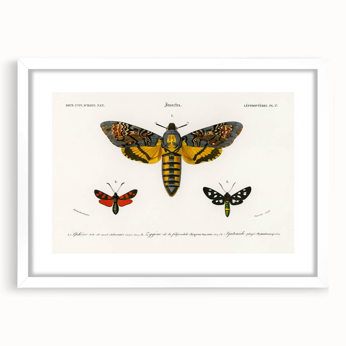 Romanticism Art: Moth Collection by D’Orbigny - Entomology Canvas Print