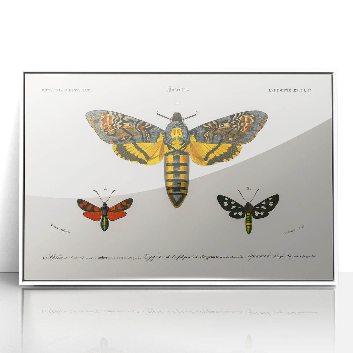 Romanticism Art: Moth Collection by D’Orbigny - Entomology Canvas Print