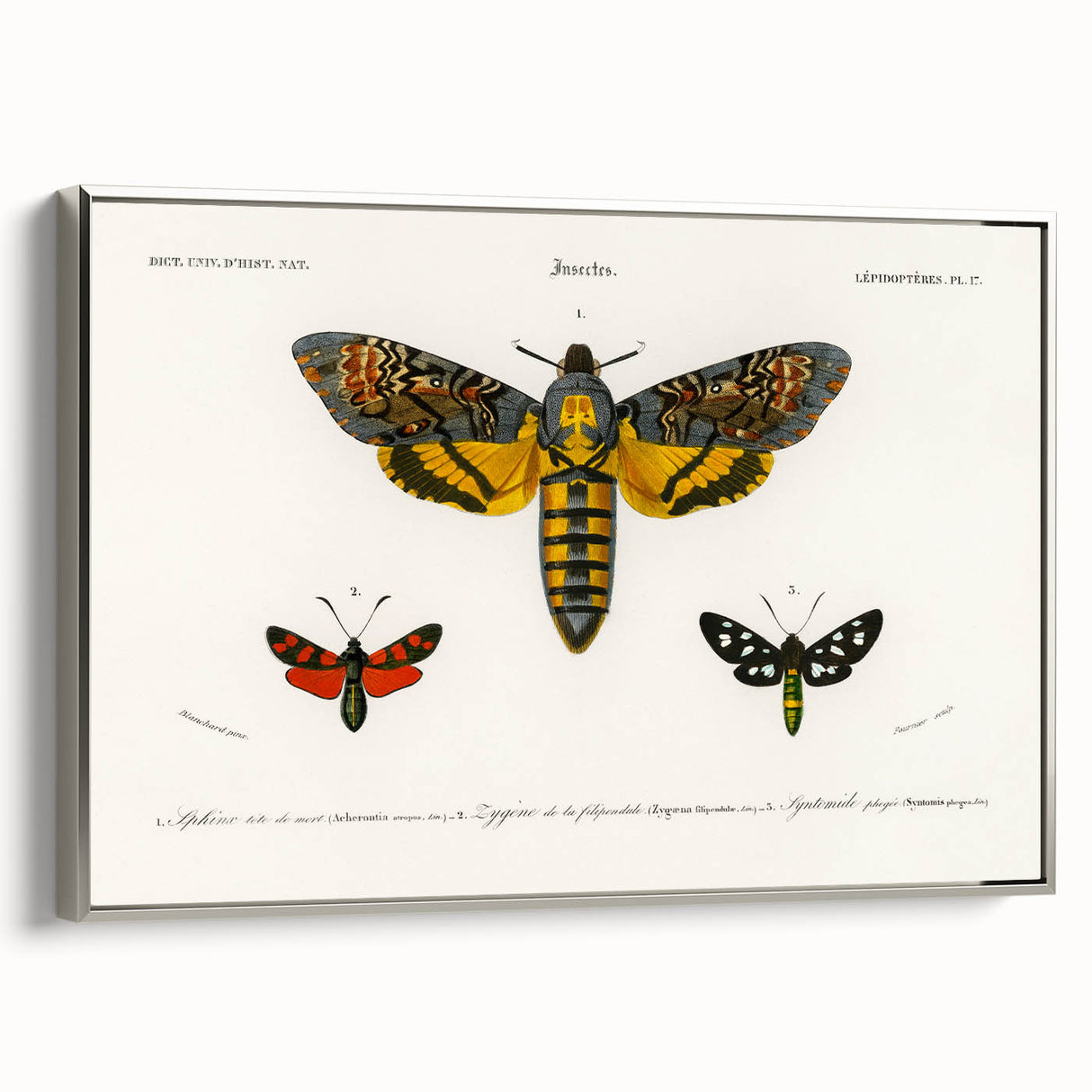 Romanticism Art: Moth Collection by D’Orbigny - Entomology Canvas Print