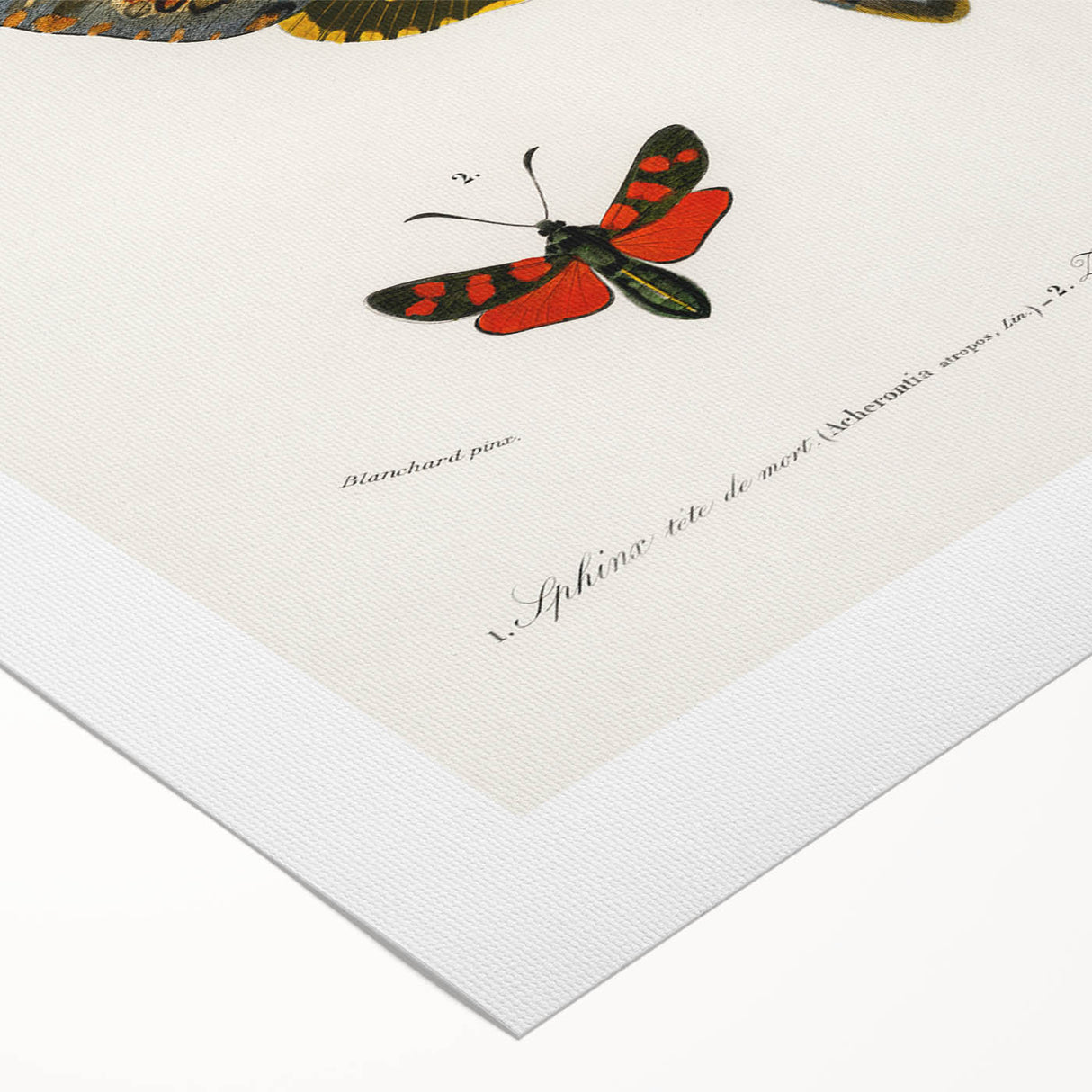 Romanticism Art: Moth Collection by D’Orbigny - Entomology Canvas Print