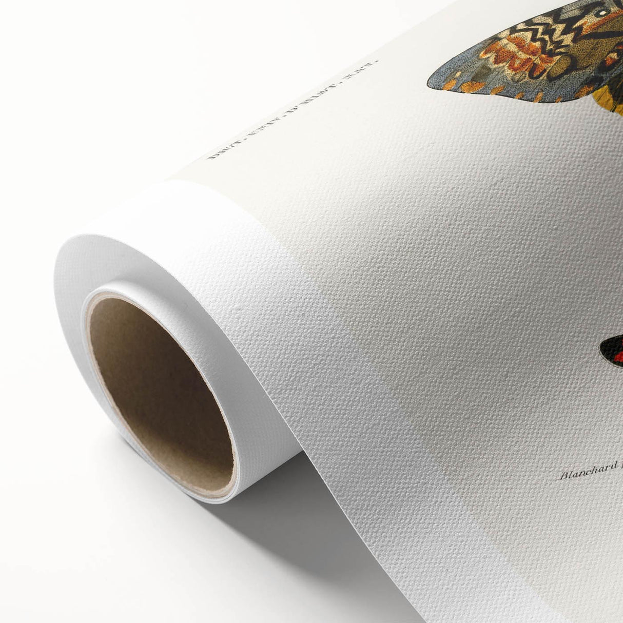 Romanticism Art: Moth Collection by D’Orbigny - Entomology Canvas Print