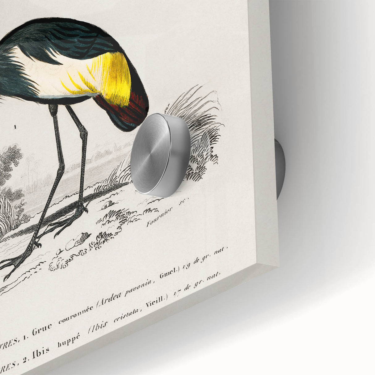 Romanticism Art: Ornithological Birds by D’Orbigny - Wildlife Canvas Print