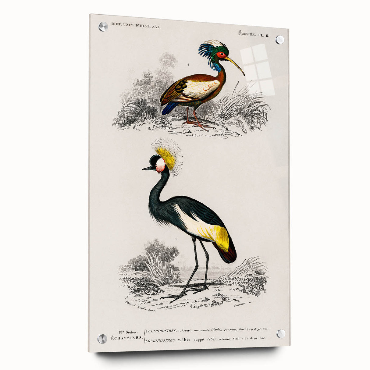 Romanticism Art: Ornithological Birds by D’Orbigny - Wildlife Canvas Print