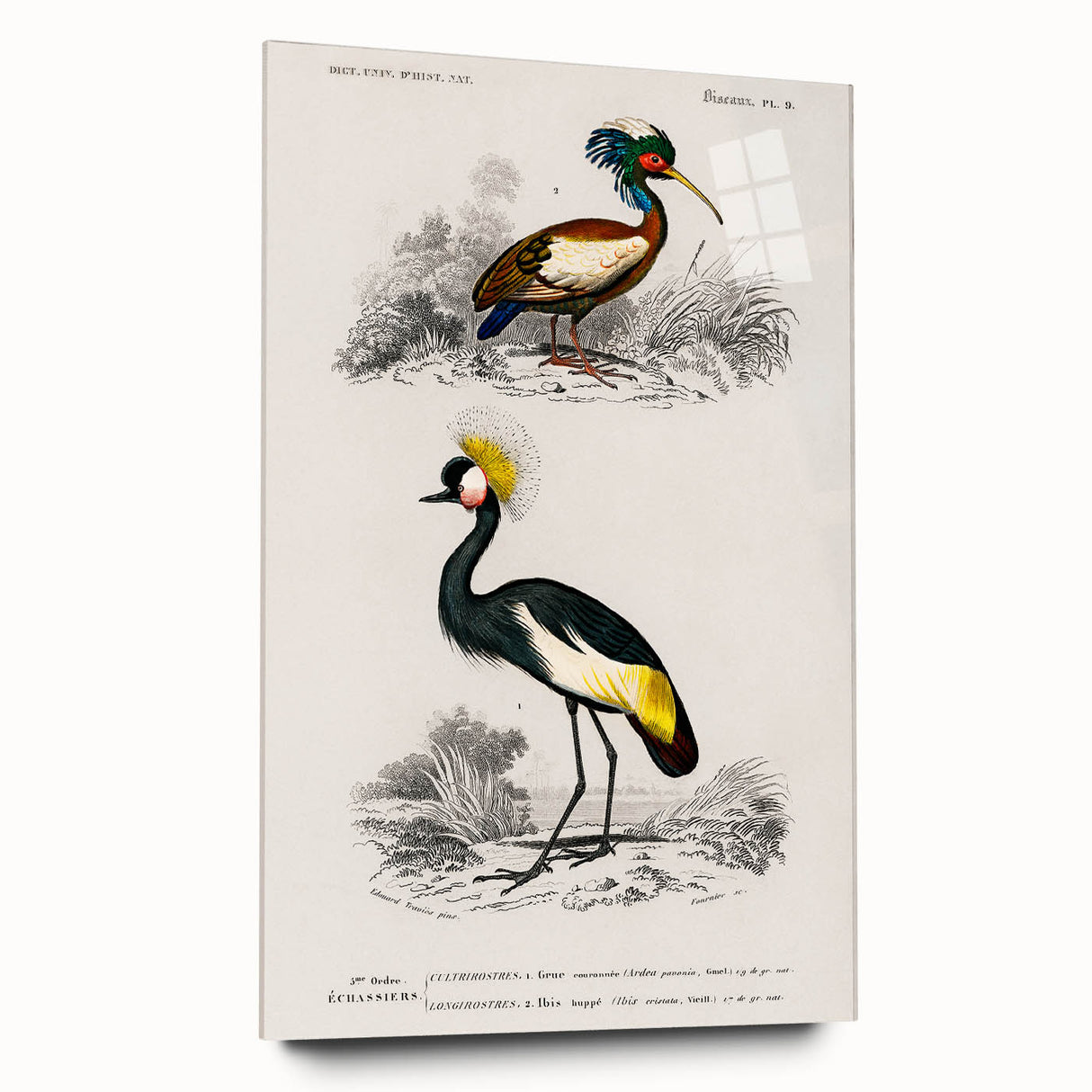 Romanticism Art: Ornithological Birds by D’Orbigny - Wildlife Canvas Print