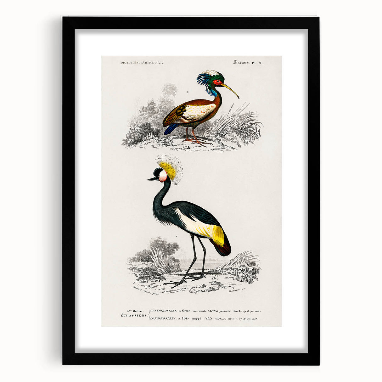 Romanticism Art: Ornithological Birds by D’Orbigny - Wildlife Canvas Print