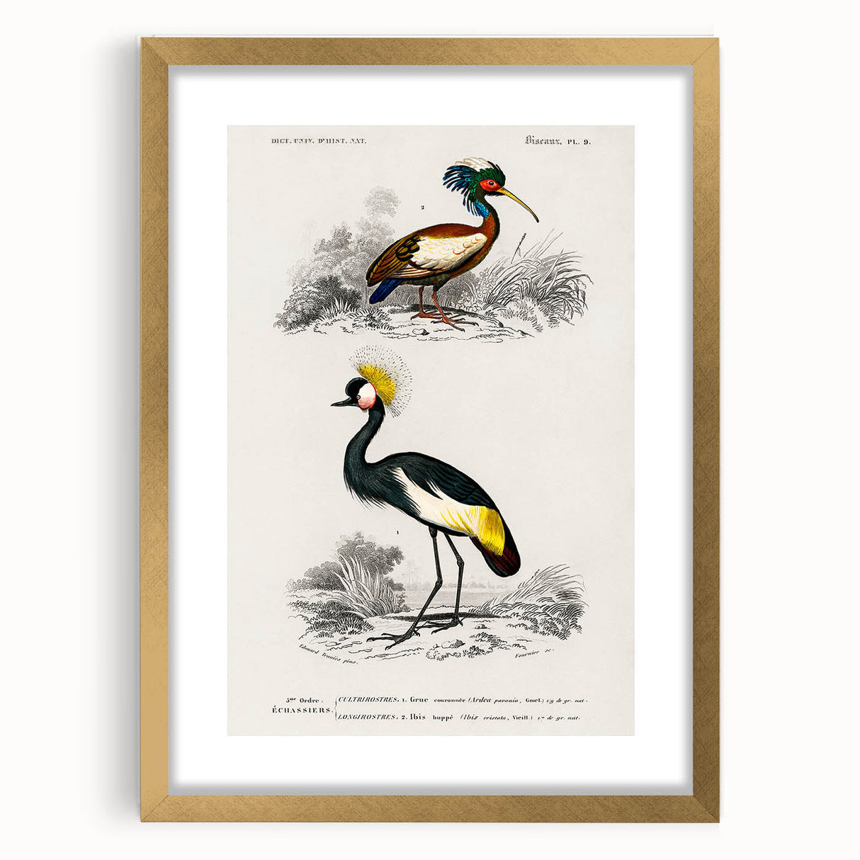 Romanticism Art: Ornithological Birds by D’Orbigny - Wildlife Canvas Print