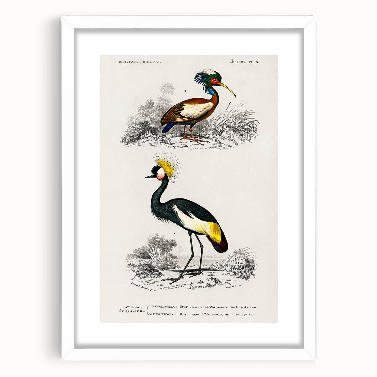 Romanticism Art: Ornithological Birds by D’Orbigny - Wildlife Canvas Print