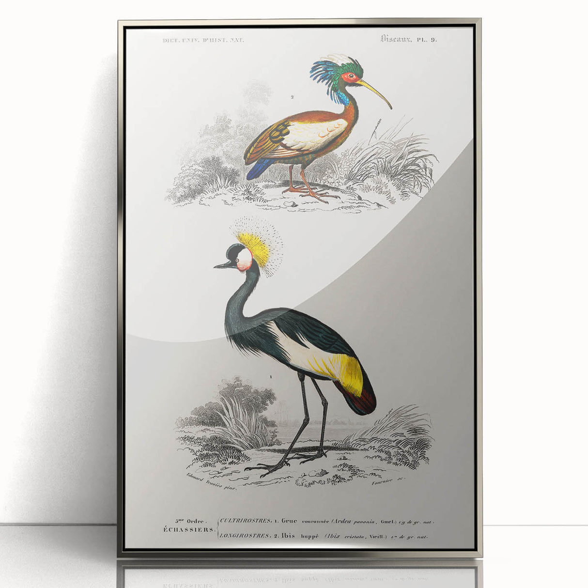 Romanticism Art: Ornithological Birds by D’Orbigny - Wildlife Canvas Print