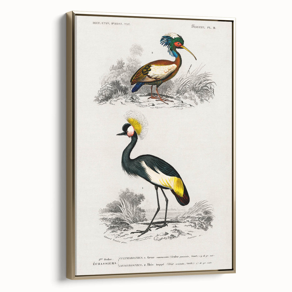 Romanticism Art: Ornithological Birds by D’Orbigny - Wildlife Canvas Print
