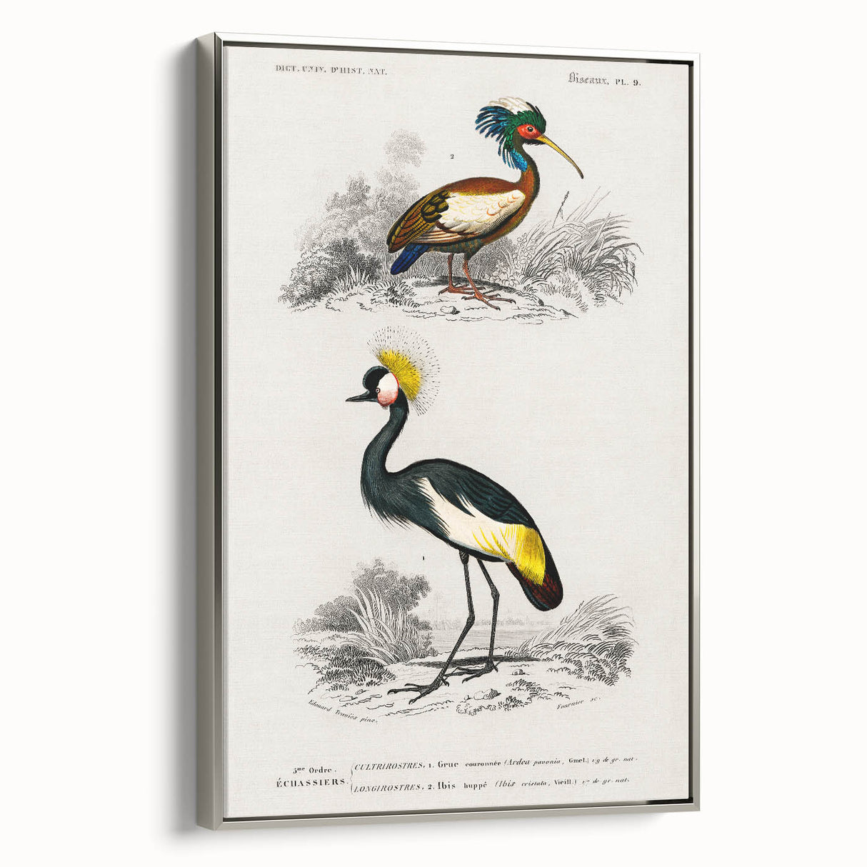 Romanticism Art: Ornithological Birds by D’Orbigny - Wildlife Canvas Print