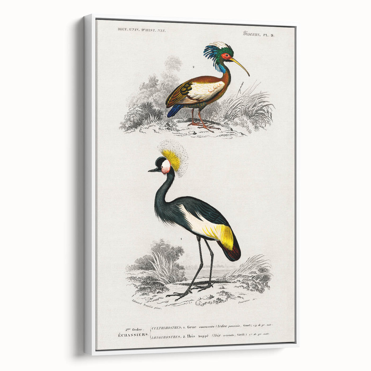 Romanticism Art: Ornithological Birds by D’Orbigny - Wildlife Canvas Print