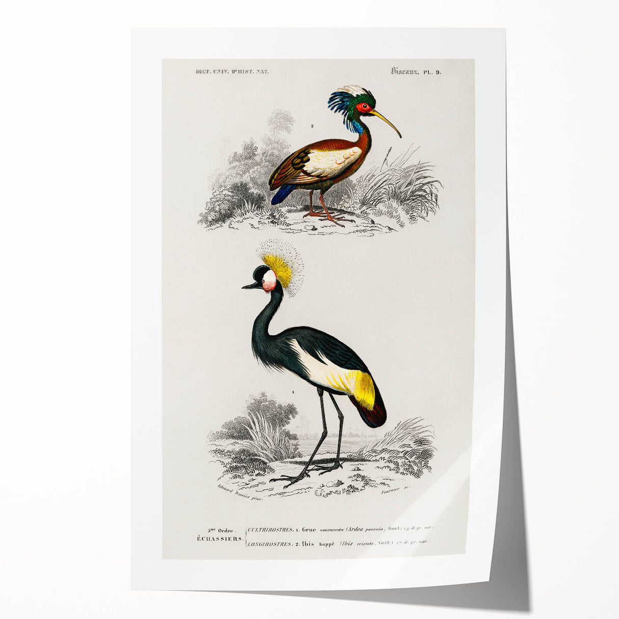Romanticism Art: Ornithological Birds by D’Orbigny - Wildlife Canvas Print