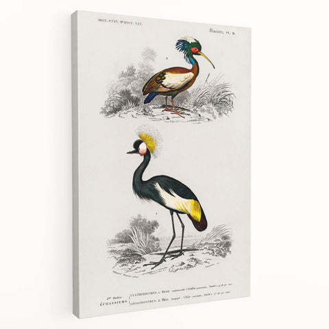 Romanticism Art: Ornithological Birds by D’Orbigny - Wildlife Canvas Print