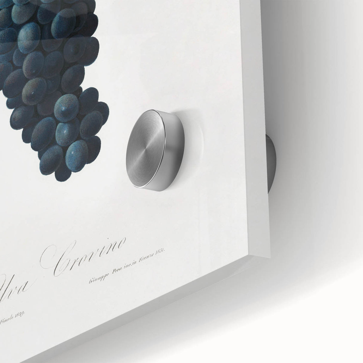 Romanticism Art: Grape Vine by Gallesio - Botanical Canvas Print