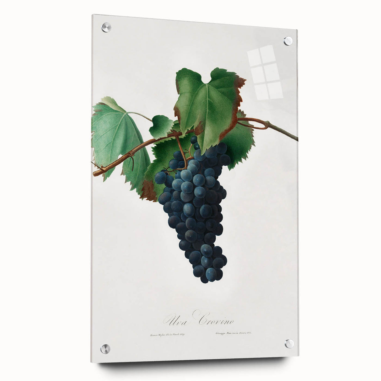 Romanticism Art: Grape Vine by Gallesio - Botanical Canvas Print