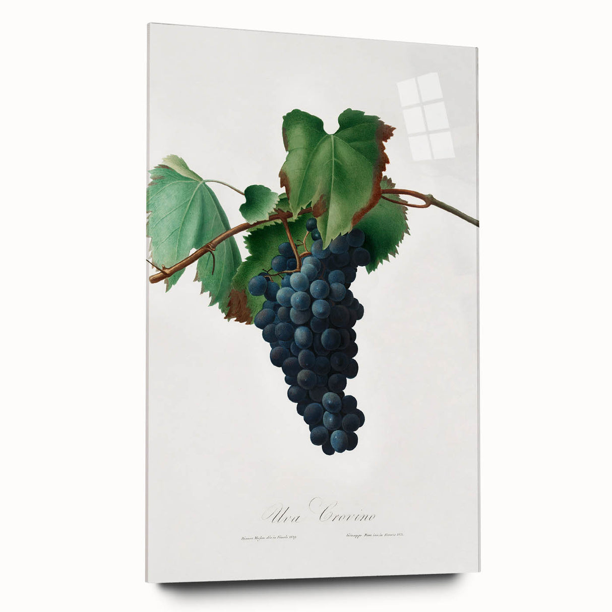 Romanticism Art: Grape Vine by Gallesio - Botanical Canvas Print