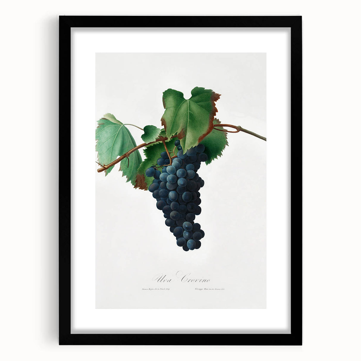 Romanticism Art: Grape Vine by Gallesio - Botanical Canvas Print