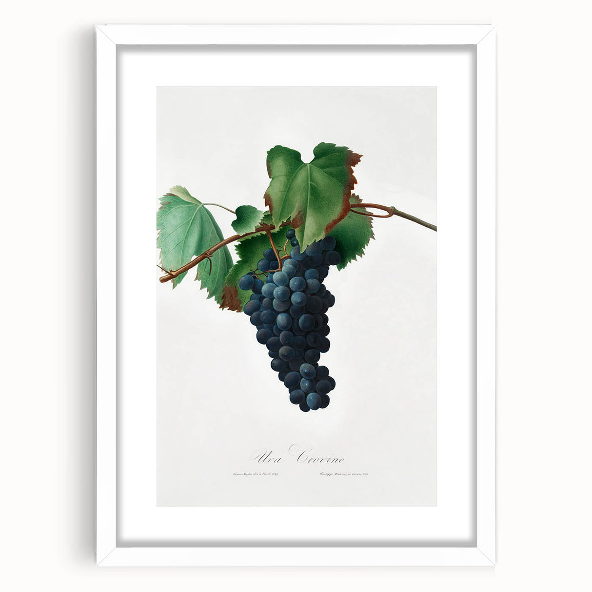 Romanticism Art: Grape Vine by Gallesio - Botanical Canvas Print