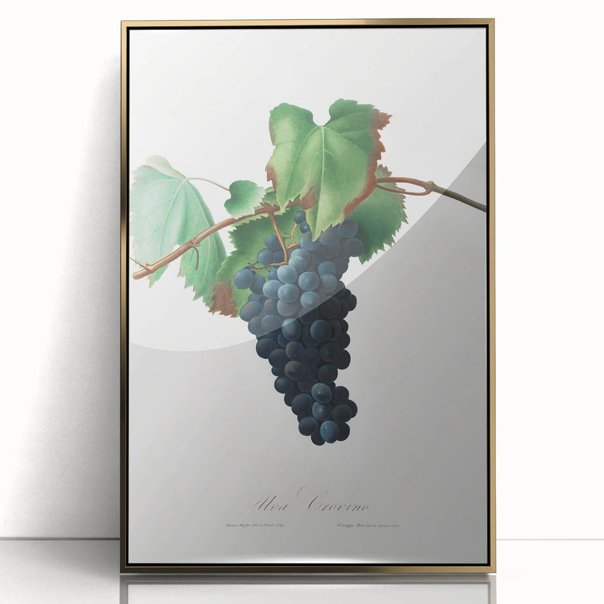 Romanticism Art: Grape Vine by Gallesio - Botanical Canvas Print